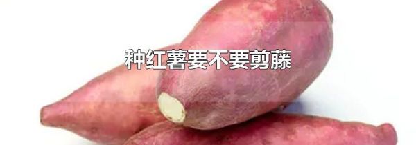 种红薯要不要剪藤
