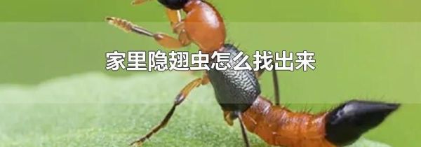家里隐翅虫怎么找出来