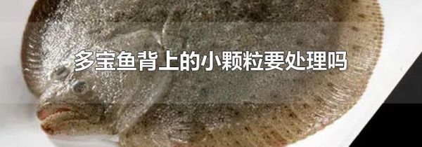 多宝鱼背上的小颗粒要处理吗