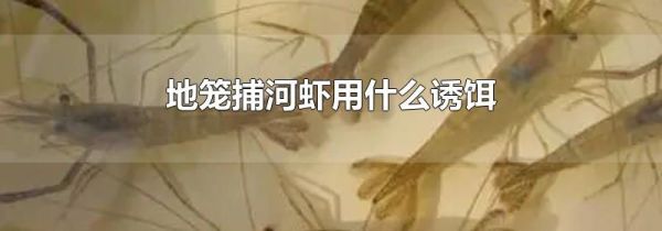 地笼捕河虾用什么诱饵