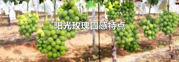 阳光玫瑰口感特点