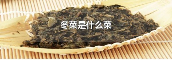 冬菜是什么菜