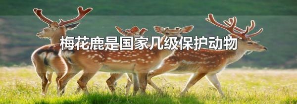 梅花鹿是国家几级保护动物