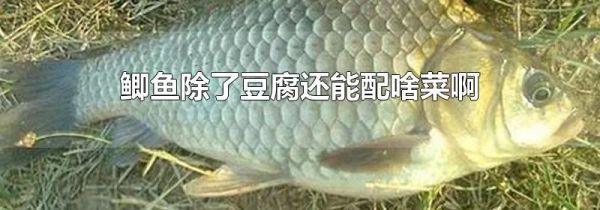 鲫鱼除了豆腐还能配啥菜啊