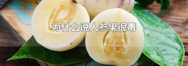 为什么说人参果很毒