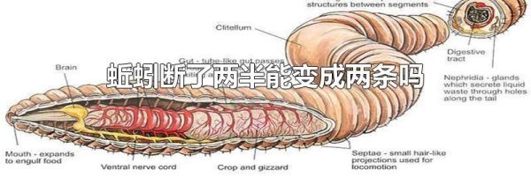 蚯蚓断了两半能变成两条吗