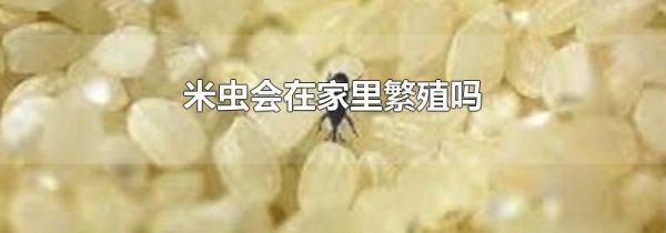 米虫会在家里繁殖吗