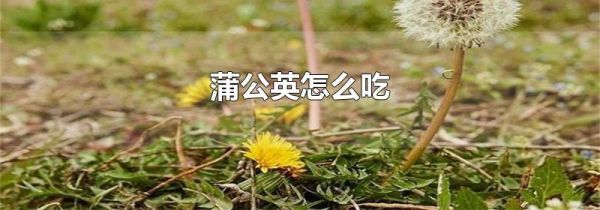 蒲公英怎么吃