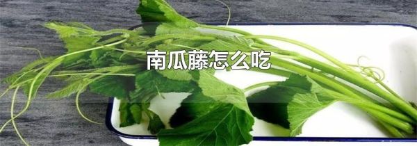 南瓜藤怎么吃