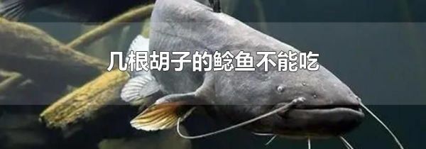 几根胡子的鲶鱼不能吃
