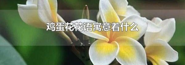 鸡蛋花花语寓意着什么