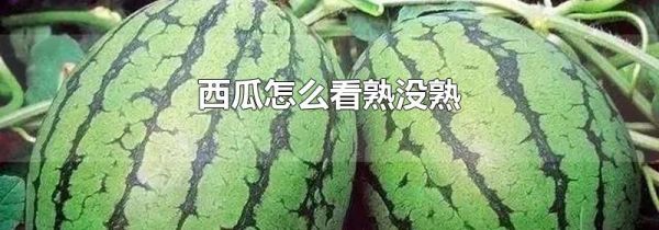 西瓜怎么看熟没熟