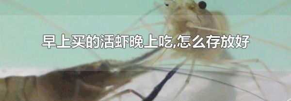 早上买的活虾晚上吃,怎么存放好