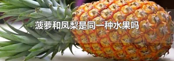 菠萝和凤梨是同一种水果吗