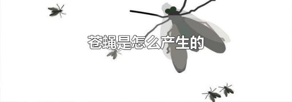 苍蝇是怎么产生的