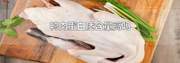 鸭肉蛋白质含量高吗