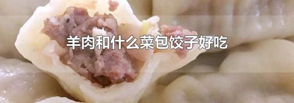 羊肉和什么菜包饺子好吃