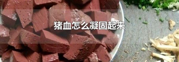 猪血怎么凝固起来