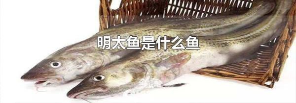 明太鱼是什么鱼