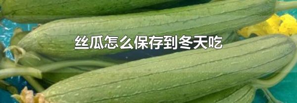 丝瓜怎么保存到冬天吃