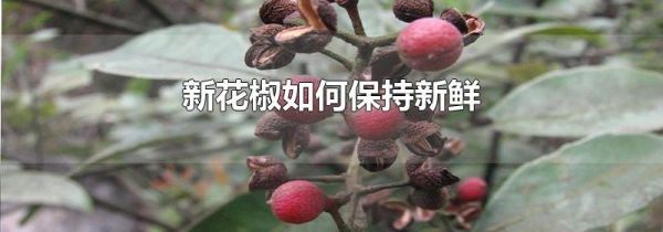新花椒如何保持新鲜