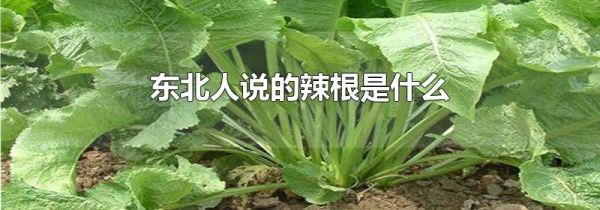 东北人说的辣根是什么