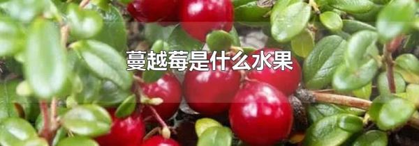 蔓越莓是什么水果