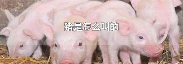 猪是怎么叫的