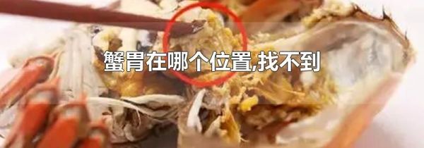 蟹胃在哪个位置,找不到