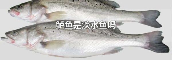 鲈鱼是淡水鱼吗