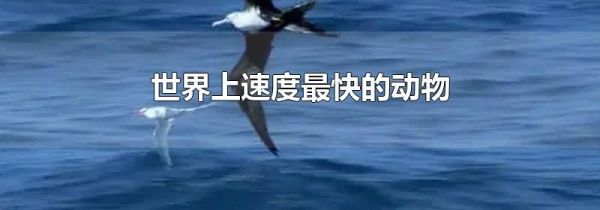 世界上速度最快的动物