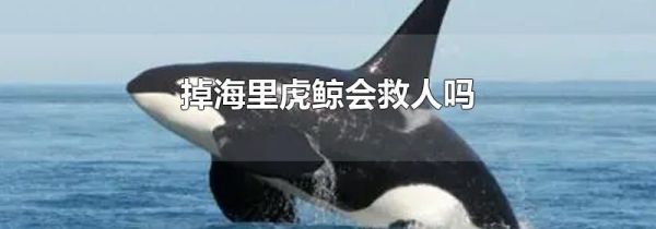 掉海里虎鲸会救人吗