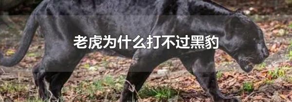 老虎为什么打不过黑豹