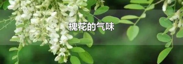 槐花的气味