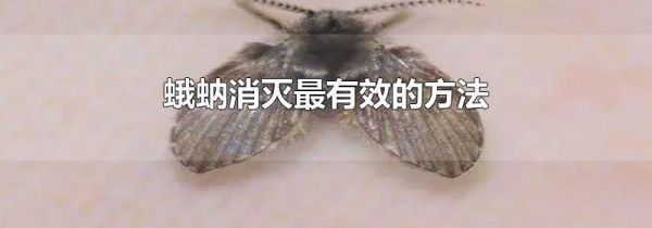 蛾蚋消灭最有效的方法