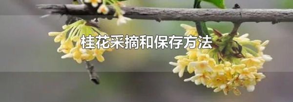 桂花采摘和保存方法