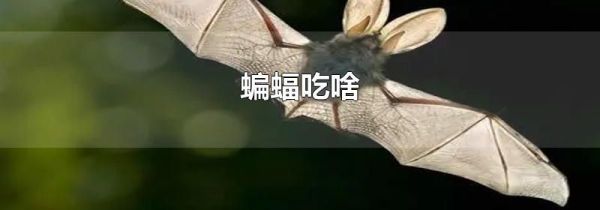 蝙蝠吃啥