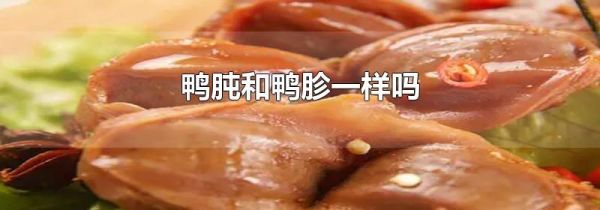 鸭肫和鸭胗一样吗