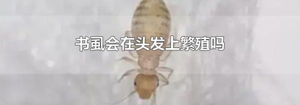 书虱会在头发上繁殖吗