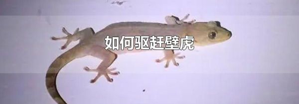 如何驱赶壁虎