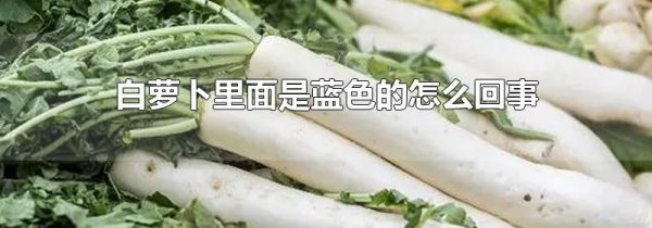 白萝卜里面是蓝色的怎么回事
