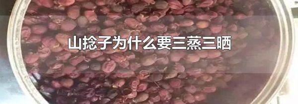 山捻子为什么要三蒸三晒