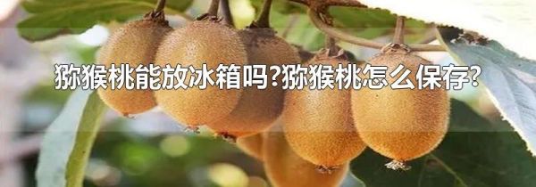猕猴桃能放冰箱吗?猕猴桃怎么保存?