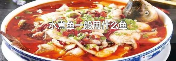 水煮鱼一般用什么鱼