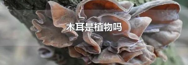 木耳是植物吗