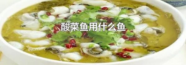 酸菜鱼用什么鱼