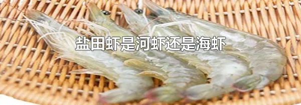 盐田虾是河虾还是海虾