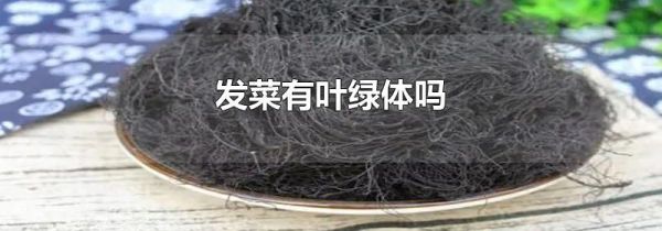 发菜有叶绿体吗