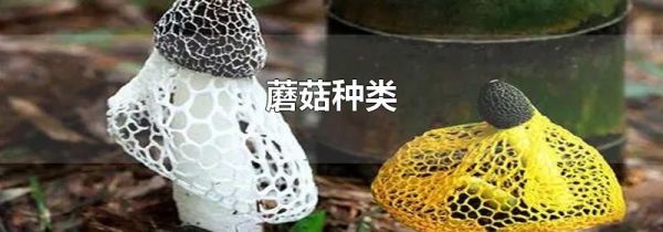 蘑菇种类