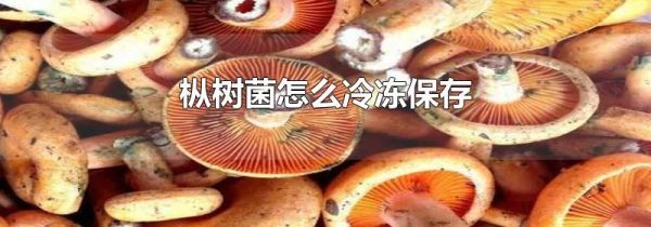 枞树菌怎么冷冻保存